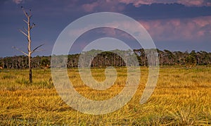 Scenic Landscape of Florida Marshlands photo