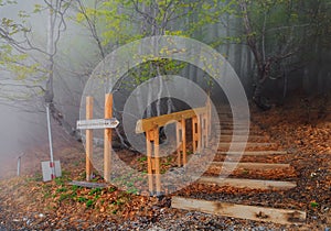 Scenic landscape of foggy mountain forest at spring. Vanishing stairway path leading through trees into the wood towards