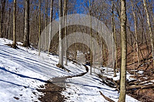 Scenic landscape of a forest hiking trail in winter.