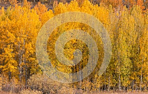 Scenic Landscape in Grand Teton National Park in Autumn