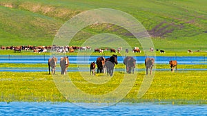 Scenic landscape of green fields with swirling rivers and cattle grazing during daytime