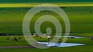 Scenic landscape of green fields with swirling rivers and cattle grazing during daytime