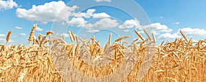 Scenic landscape of growing golden organic wheat stalk field against blue sky on bright sunny summer day. Cereal crop harvest