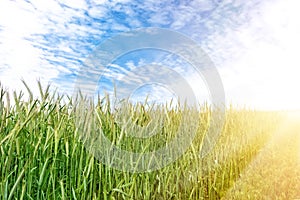 Scenic landscape of growing young organic wheat stalk field against blue sky on bright sunny summer day. Cereal crop