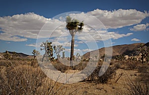 Scenic Landscape of Joshua Tree National Park, California