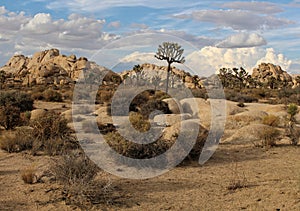 Scenic Landscape of Joshua Tree National Park, California