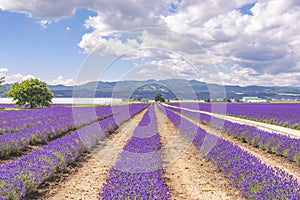 Scenic Landscape of Lavender Field in Summer at Lavender East Garden , Furano, Hokkaido, Japan