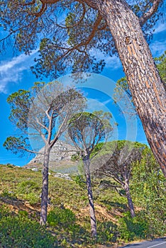 Scenic landscape of Lions Head at Table Mountain National Park in Cape Town South Africa against a blue sky background