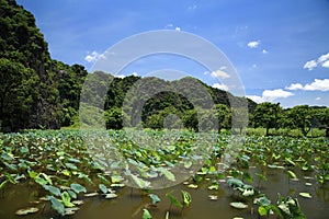 Scenic landscape of lotus pond against blue sky