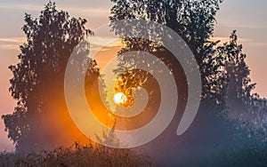 Scenic landscape of mist in forest at sunrise