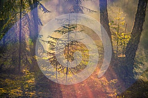 Misty dawn in forest