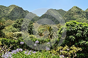 Scenic landscape of mountains and trees in a valley in Hololulu Hawaii, sunny day in the summer