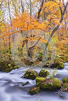 Scenic landscape of Oirase stream in autumn, Aomori, Japan