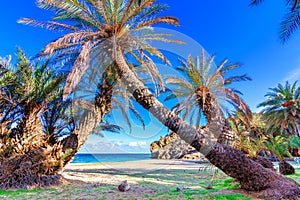 Scenic landscape of palm trees, turquoise water and tropical beach, Vai, Crete, Greece