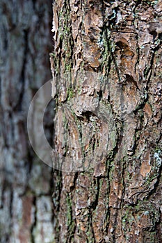 Scenic landscape Pinus Taeda tree trunk bark detail in forest woodland with green lichen 2 trees with one out of focus