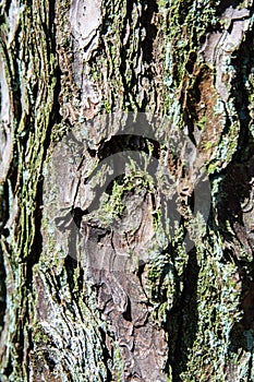 Scenic landscape Pinus Taeda tree trunk bark detail in forest woodland with green lichen high contrast