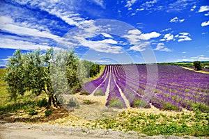 Scenic landscape of Provence with blooming lavande photo