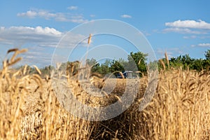 Scenic landscape of ripe golden organic wheat stalk field against blue sky on bright sunny summer day. Cereal crop