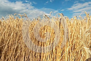 Scenic landscape of ripegolden organic wheat stalk field against blue sky on bright sunny summer day. Cereal crop