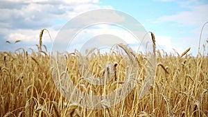 Scenic landscape of ripegolden organic wheat stalk field against blue sky on bright sunny summer day. Cereal crop