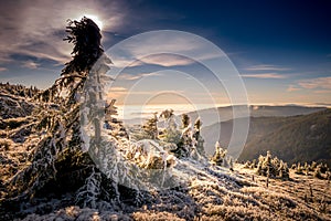 Scenic landscape with spruce trees covered with rime