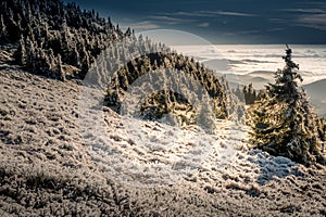 Scenic landscape with spruce trees covered with rime