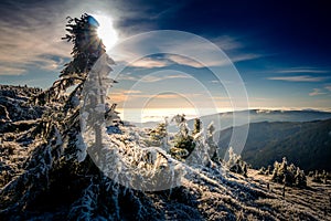 Scenic landscape with spruce trees covered with rime