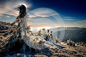 Scenic landscape with spruce trees covered with rime