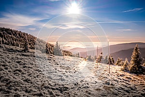 Scenic landscape with spruce trees covered with rime