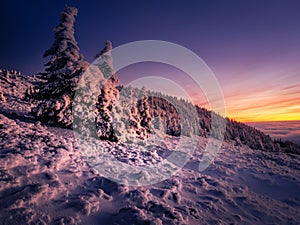 Scenic landscape with spruce trees covered with rime after sunset