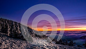 Scenic landscape with spruce trees covered with rime after sunset