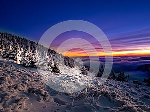 Scenic landscape with spruce trees covered with rime after sunset