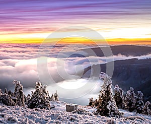 Scenic landscape with spruce trees covered with rime after sunset