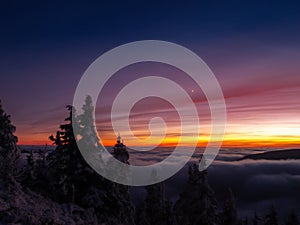 Scenic landscape with spruce trees covered with rime after sunset