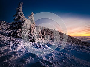 Scenic landscape with spruce trees covered with rime after sunset