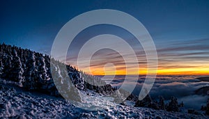 Scenic landscape with spruce trees covered with rime after sunset