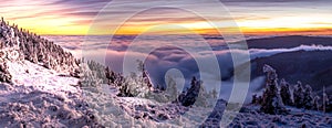 Scenic landscape with spruce trees covered with rime after sunset