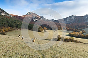 Scenic landscape in Sulov, Slovakia, on beautiful autumn sunrise with colorful leaves on trees in forest and bizarre pointy rocks