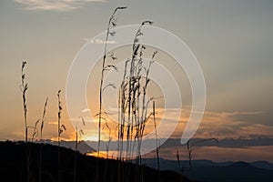 Scenic landscape of the sun setting behind the clouds with grass silhouetted in the foreground