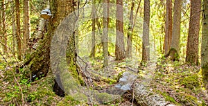 Scenic landscape with sunny summer forest