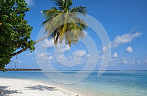 Scenic landscape of sunny tropical ocean beach with white sand, coconut palm tree and blue sky. Idyllic scenery of seaside resort.