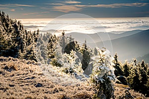 Scenic landscape with trees covered with rime