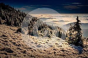 Scenic landscape with trees covered with rime