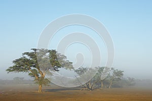 Scenic landscape with trees in mist, Kalahari desert