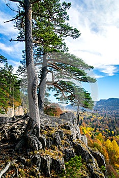 Scenic landscape with trees in mountains