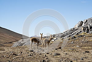 landscape with vicunas grazing on the Bolivian altiplano on a background of magnificent volcanoes.photo koky castaneda photo