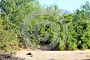 Scenic landscape view from Rio Verde, Sonoran Desert, Maricopa County, Arizona to Prescott Arizona, Yavapai County