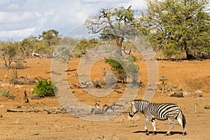 Scenic landscape view of solitary adult zebra walking alone through the sandy bushveld