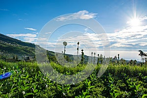 Scenic landscape view of tobacco farming in Indonesia on a beautiful sunny morning