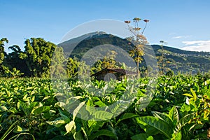 Scenic landscape view of tobacco farming in Indonesia and mountain in the background